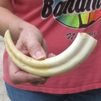 8-1/2" Ivory Tusk from African Warthog