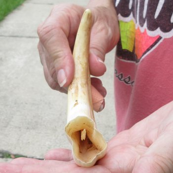 8-1/2" Ivory Tusk from African Warthog