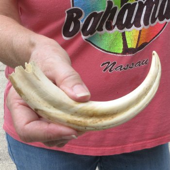 8-1/4" Ivory Tusk from African Warthog