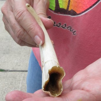8-1/4" Ivory Tusk from African Warthog