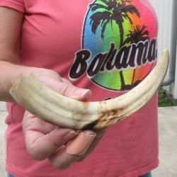 8-3/4" Ivory Tusk from African Warthog