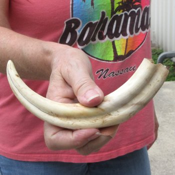 8-3/4" Ivory Tusk from African Warthog