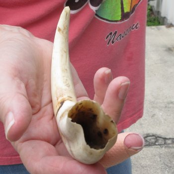 8-3/4" Ivory Tusk from African Warthog