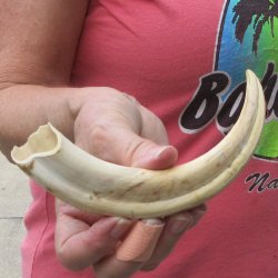 8-1/2" Ivory Tusk from African Warthog