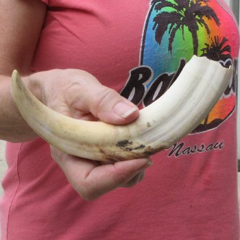 8-1/2" Ivory Tusk from African Warthog