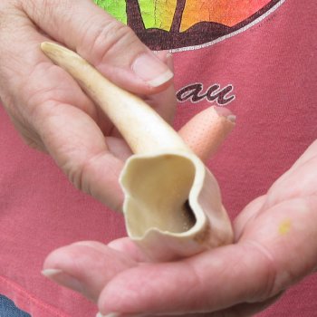 8-1/2" Ivory Tusk from African Warthog