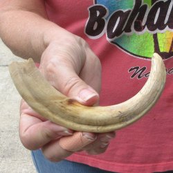 8-1/4" Ivory Tusk from African Warthog