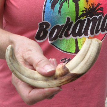 8-1/4" Ivory Tusk from African Warthog