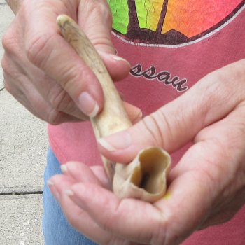 8-1/4" Ivory Tusk from African Warthog