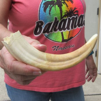 8" Ivory Tusk from African Warthog