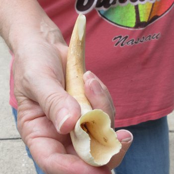 8" Ivory Tusk from African Warthog