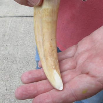 8" Ivory Tusk from African Warthog