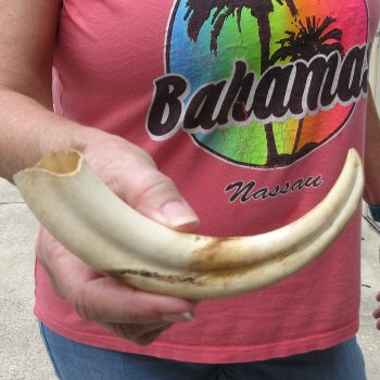 8-1/2" Ivory Tusk from African Warthog