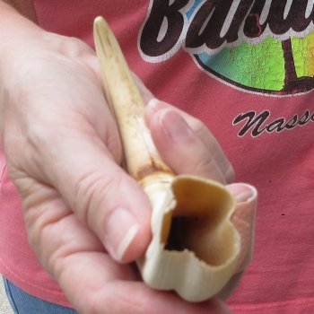 8-1/2" Ivory Tusk from African Warthog