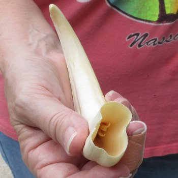 8-1/2" Ivory Tusk from African Warthog
