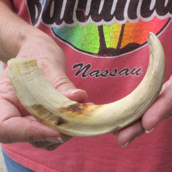 8" Ivory Tusk from African Warthog