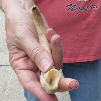 8" Ivory Tusk from African Warthog
