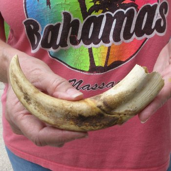 8-1/2" Ivory Tusk from African Warthog