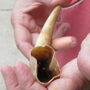 8-1/2" Ivory Tusk from African Warthog