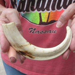 8-3/4" Ivory Tusk from African Warthog
