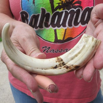 8-3/4" Ivory Tusk from African Warthog