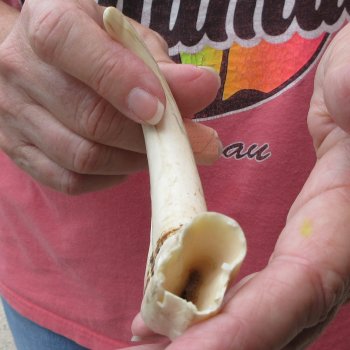 8-3/4" Ivory Tusk from African Warthog