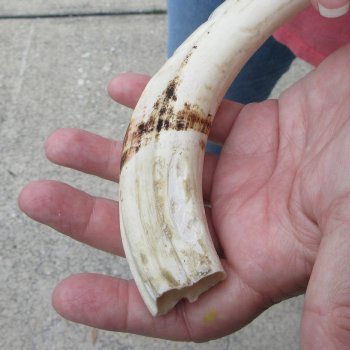 8-3/4" Ivory Tusk from African Warthog