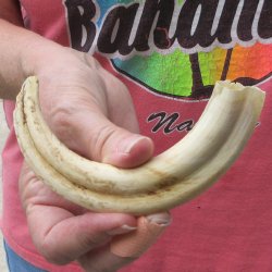 8" Ivory Tusk from African Warthog
