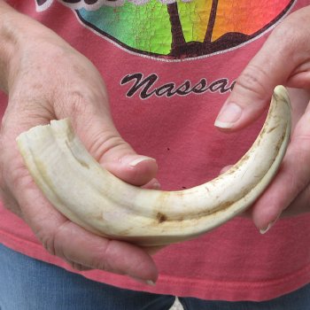 8" Ivory Tusk from African Warthog