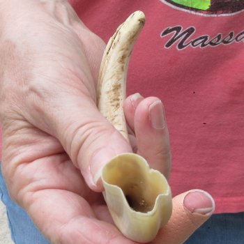 8" Ivory Tusk from African Warthog