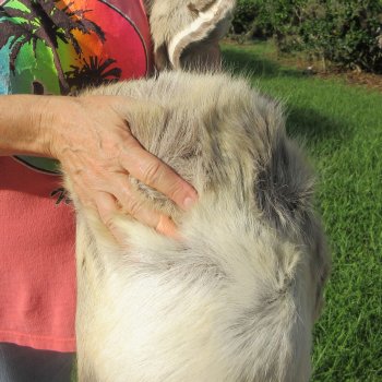 47" x 42" Finland Reindeer Hide, Skin, Farm Raised 