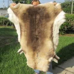 50" x 45" Finland Reindeer Hide, Skin, Farm Raised 
