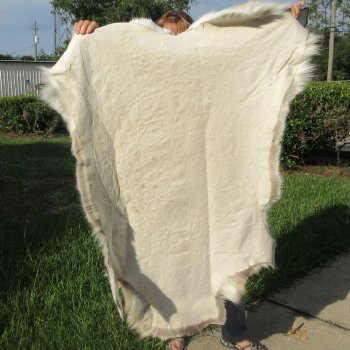 50" x 45" Finland Reindeer Hide, Skin, Farm Raised 