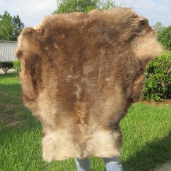 A Grade Reindeer pelt/hide/skin without legs, 46 inches long by 40 inches wide 