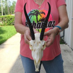 7-1/2" Horns o...