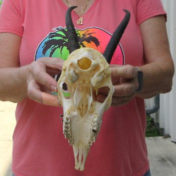 7-1/2" Horns on Female Springbok Skull 