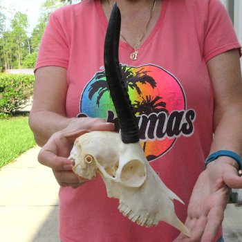 8" Horns on Female Springbok Skull 