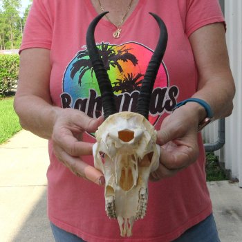 8" Horns on Female Springbok Skull 