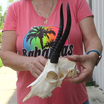 8" Horns on Female Springbok Skull 