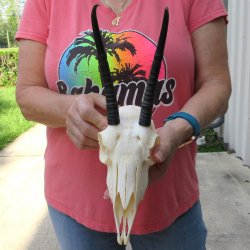 7-1/4" Horns o...