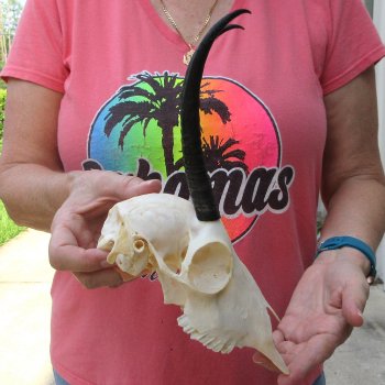 7-1/4" Horns on Female Springbok Skull 
