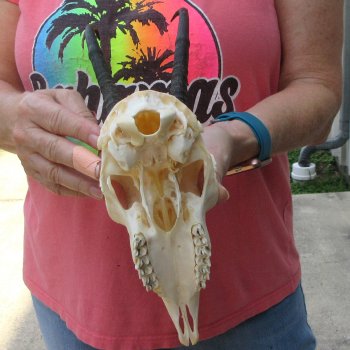 7-1/4" Horns on Female Springbok Skull 