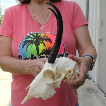 7-1/4" Horns on Female Springbok Skull 