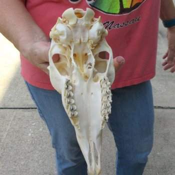 7-1/4" Horns on Female Springbok Skull 
