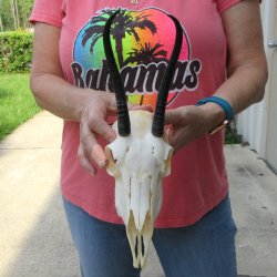 6-1/2" Horns o...