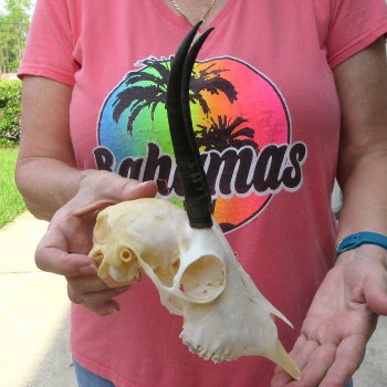 6-1/2" Horns on Female Springbok Skull 
