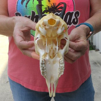 6-1/2" Horns on Female Springbok Skull 