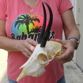 6-1/2" Horns on Female Springbok Skull 