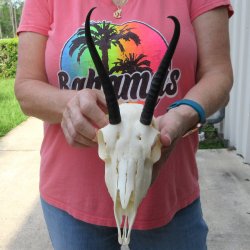 6-1/2" Horns o...