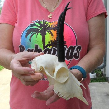 6-1/2" Horns on Female Springbok Skull 